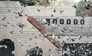Feature: doves fly into sky as Nanjing stands still