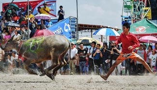Buffalo Racing Festival kicks off in Thailand
